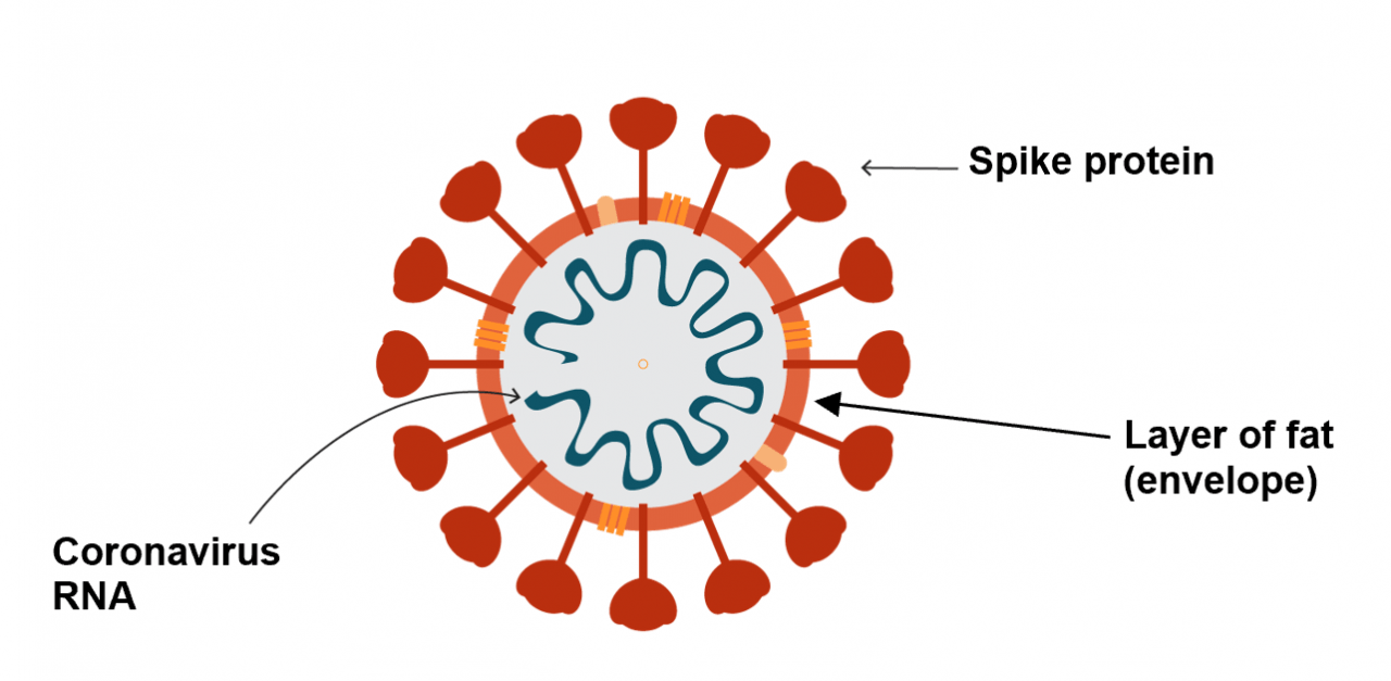 coronavirus composition scheme | Hovione